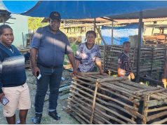 Kepala Suku Nduga Papua Tengah Apresiasi Bantuan Bibit Babi dari Pemerintah Pusat